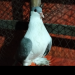 কবুতর